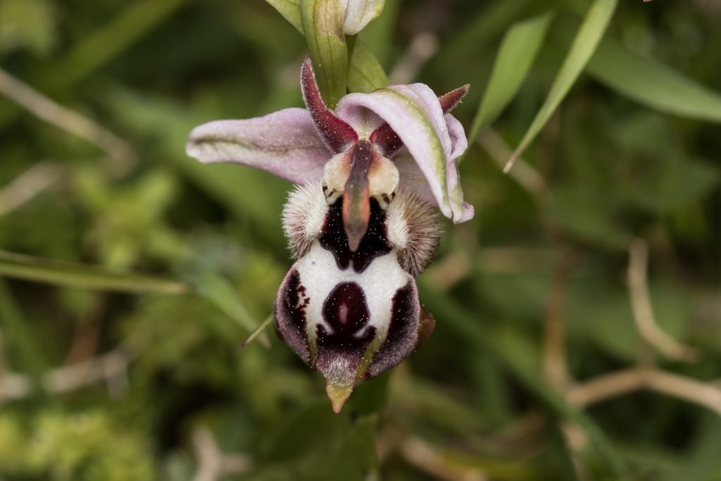 Rhodes Heritage Orchids