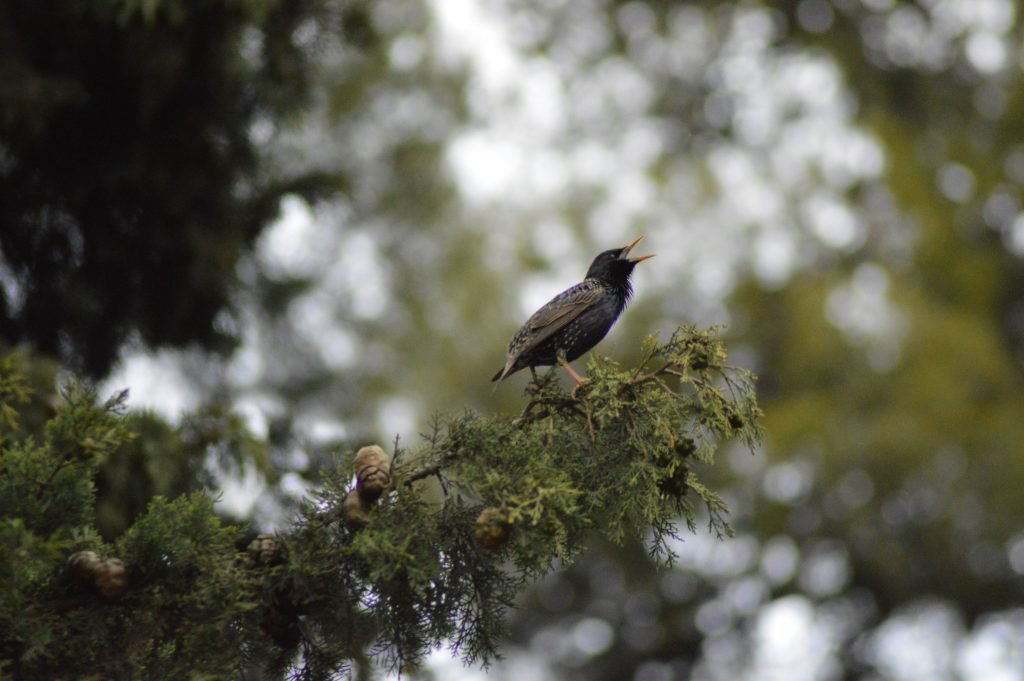 Rhodes Heritage Birding